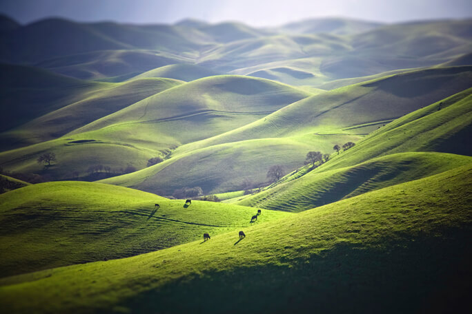 Cattle grazing on green hills